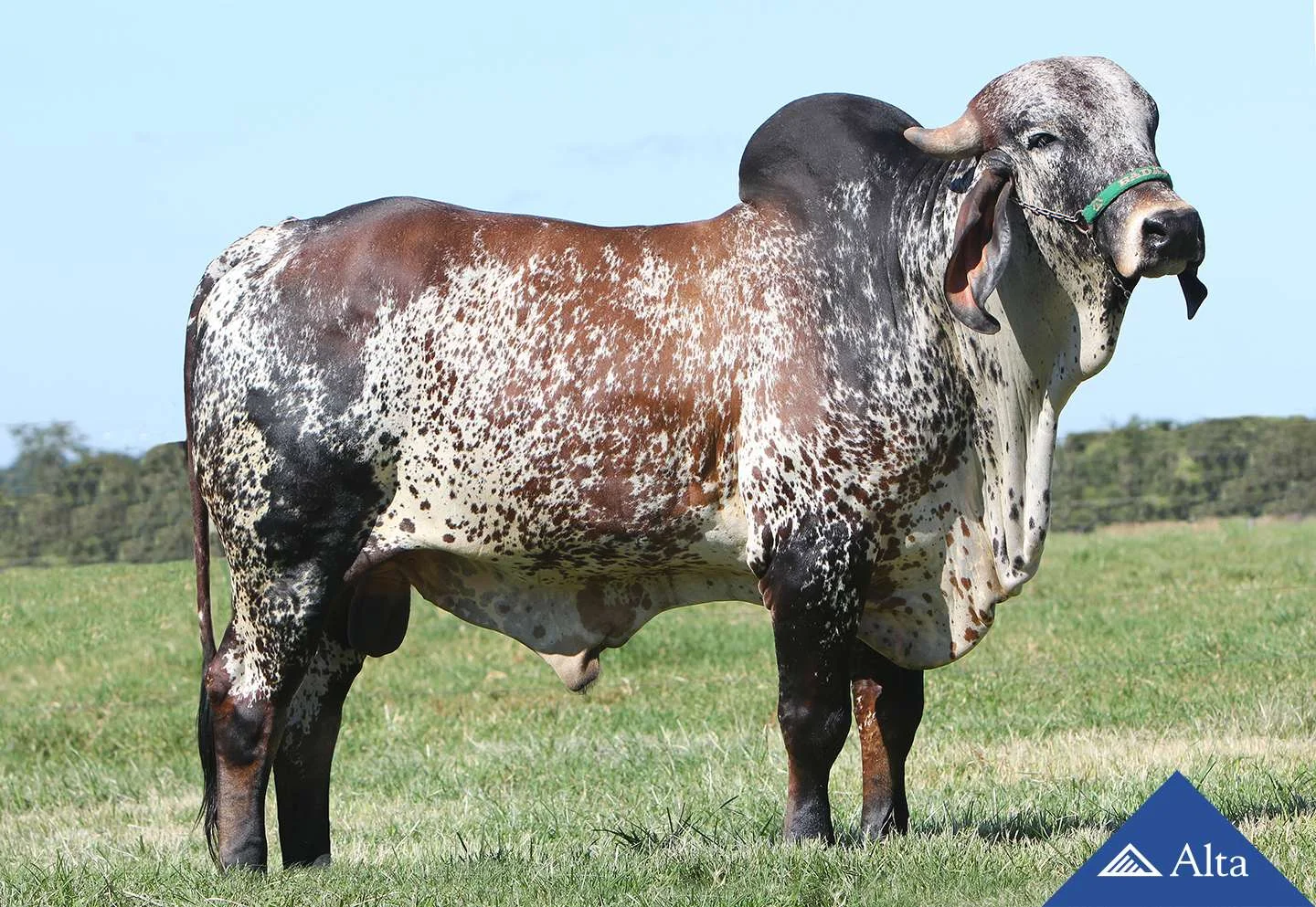 52815 alvo fiv badajos 1