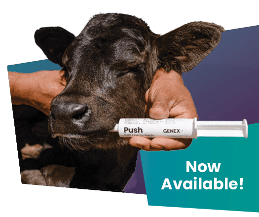 energy paste for calves now available