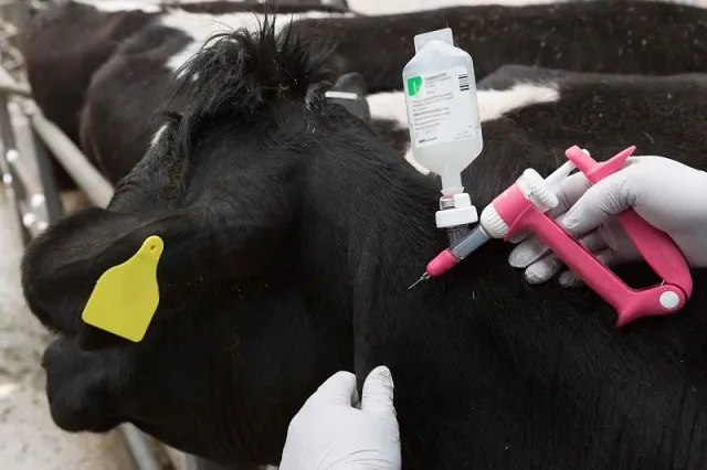fmd vaccination
