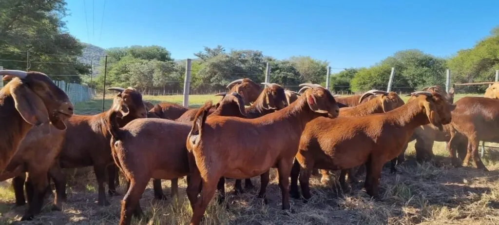 red kalahari goats 1024x461