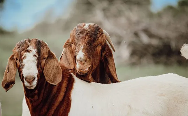 two boer goats