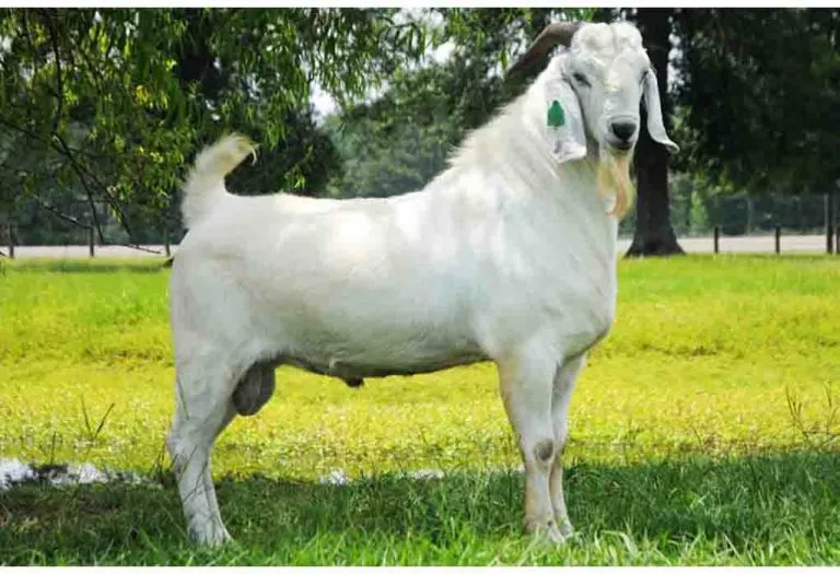 savanna goat breed 768x525